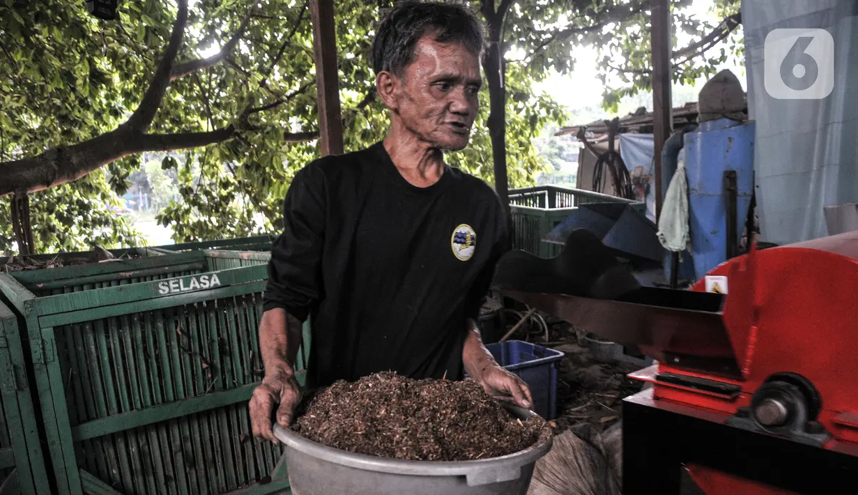 Petugas memindahkan sampah organik yang telah dipeyeumisasi di Sekretariat Gerakan Ciliwung Bersih, Karet Bivak, Jakarta, Kamis (13/10/2022). Proses mengolah sampah organik dengan cairan bioaktivator untuk menghilangkan bau tersebut dinamakan peyeumisasi. (merdeka.com/Iqbal S. Nugroho)