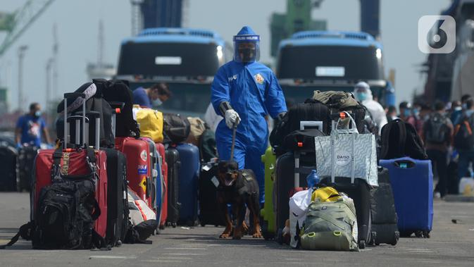 Petugas dengan anjing pelacak memeriksa barang bawaan ABK kapal MV Costa Mediterania yang tiba di dermaga JICT 2 Pelabuhan Tanjung Priok, Jakarta, Selasa (6/10/2020). Dari total 99 orang yang tiba, 82 di antaranya adalah WNA dari delapan negara. (merdeka.com/Imam Buhori)
