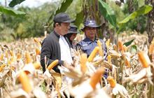 Bupati Bengkulu Utara: Program SADESAHE Tingkatkan Produktivitas Desa dan Ketahanan Pangan