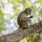 Mengenal Monkey Malaria dan Dua Jenis Monyet yang Bisa Menularkannya. Foto: Freepik.