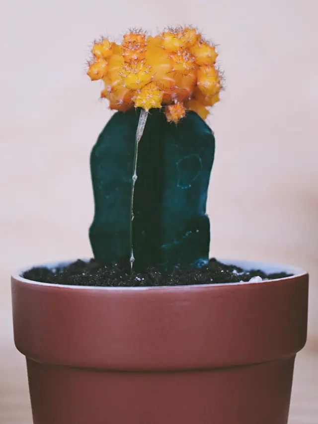 Moon Cactus, Kaktus Hias Warna Ceras yang Cocok untuk Dalam Ruangan