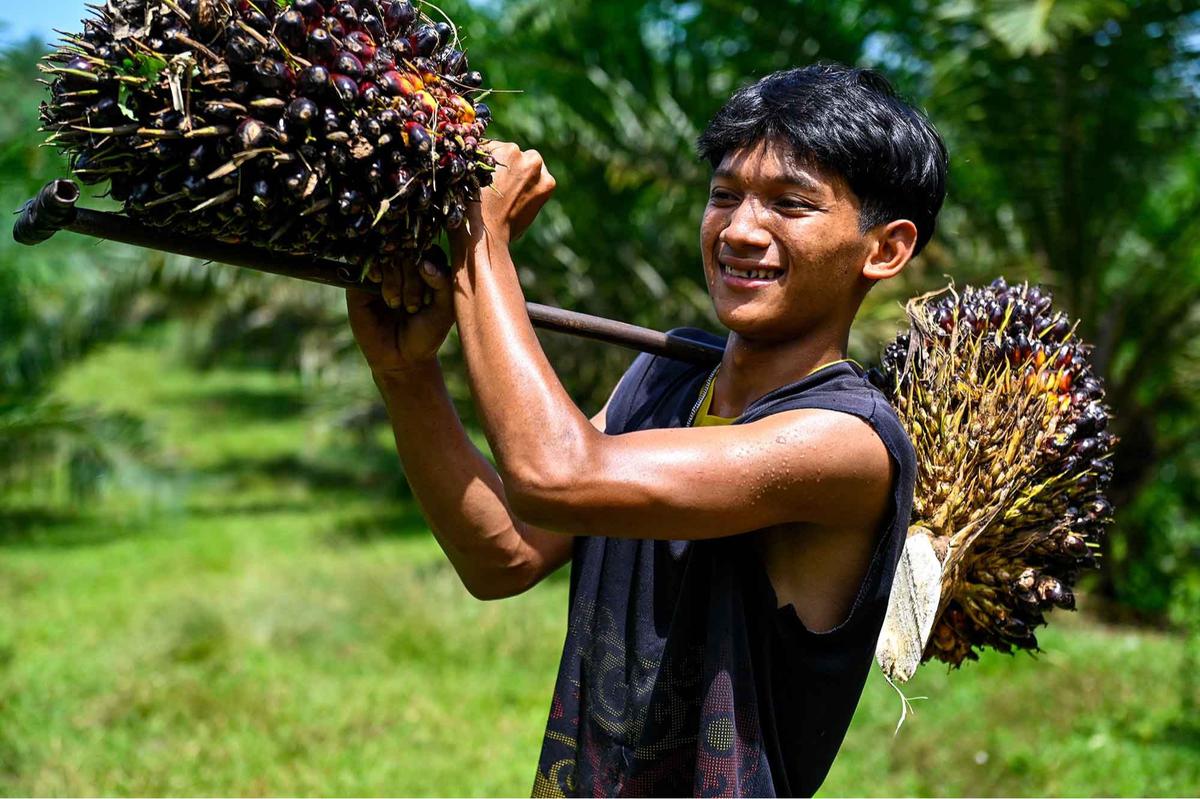 FOTO: Melihat Perkebunan Kelapa Sawit Rakyat Terbesar di Provinsi Aceh