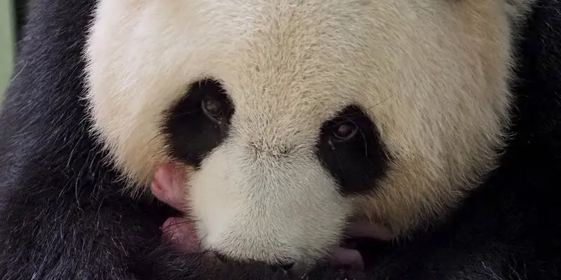 FOTO: Panda China yang Dipinjamkan ke Prancis Lahirkan Anak Kembar