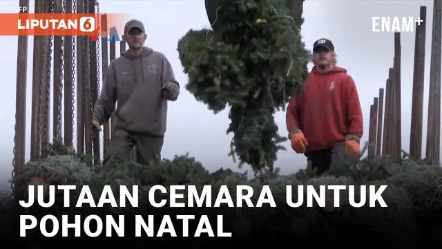 VIDEO: Iklim dan Minimnya Pekebun Muda Menekan Pasokan Pohon Natal
