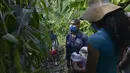 Eulices Cortez memeriksa batang jagung mana yang akan dipanen di sebidang tanah di lingkungan La Dolorita di Caracas, Venezuela (13/9/2020). (AP Photo/Matias Delacroix)