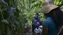 Eulices Cortez memeriksa batang jagung mana yang akan dipanen di sebidang tanah di lingkungan La Dolorita di Caracas, Venezuela (13/9/2020). (AP Photo/Matias Delacroix)