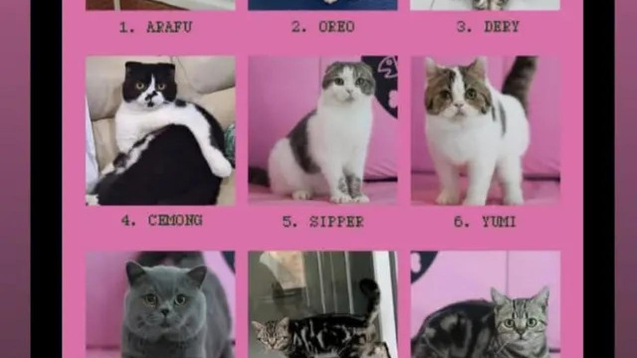 Sherina Munaf Penuhi Panggilan Polres Jakarta Timur Terkait Kucing Uya Kuya