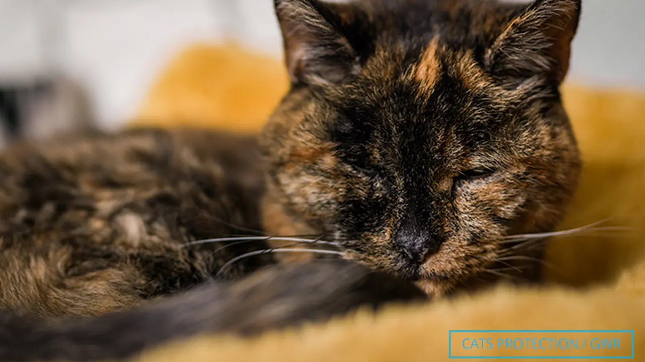 Flossie Kembali Pegang Rekor Kucing Tertua di Dunia, Umurnya Setara 136 Tahun Usia Manusia