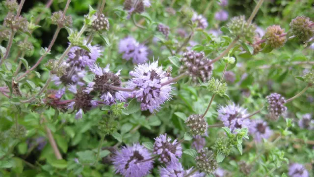 Pennyroyal
