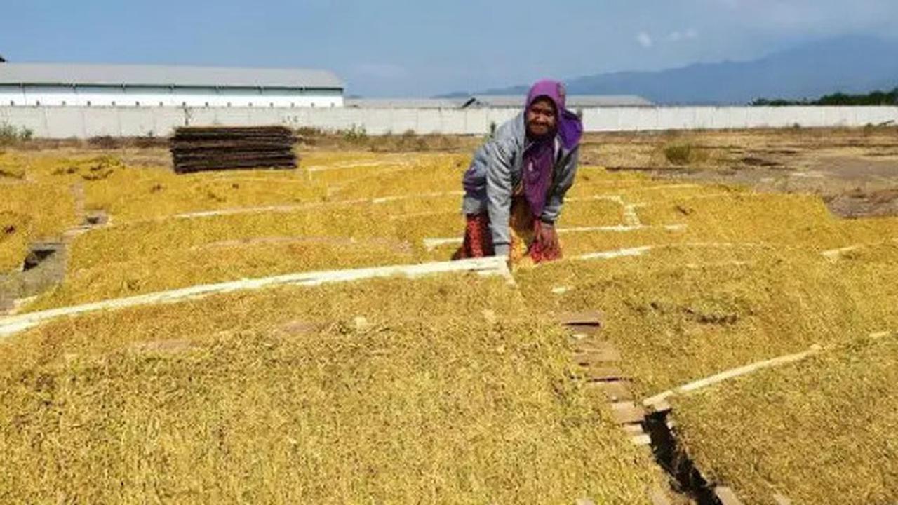 Dampak Buruk Wacana Aturan Kemasan Rokok Tanpa Merek