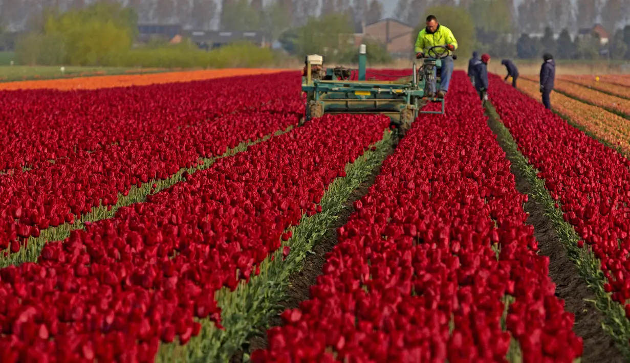 Petani bekerja di ladang tulip di Meerdonk, Belgia (3/5/2021). Sebagian besar tulip di wilayah ini ditanam khusus untuk umbi dan bukan bunganya, namun bunganya tetap di ladang sampai mekar sempurna sebelum ditebang. (AP Photo/Virginia Mayo)