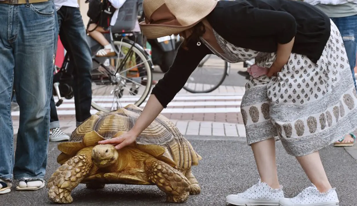 Mitani Hisao dan Bon-chan selalu menjadi pusat perhatian ketika mereka jalan berkeliling sekitar Tokyo. (AFP Photo/Kazuhiro Nogi)