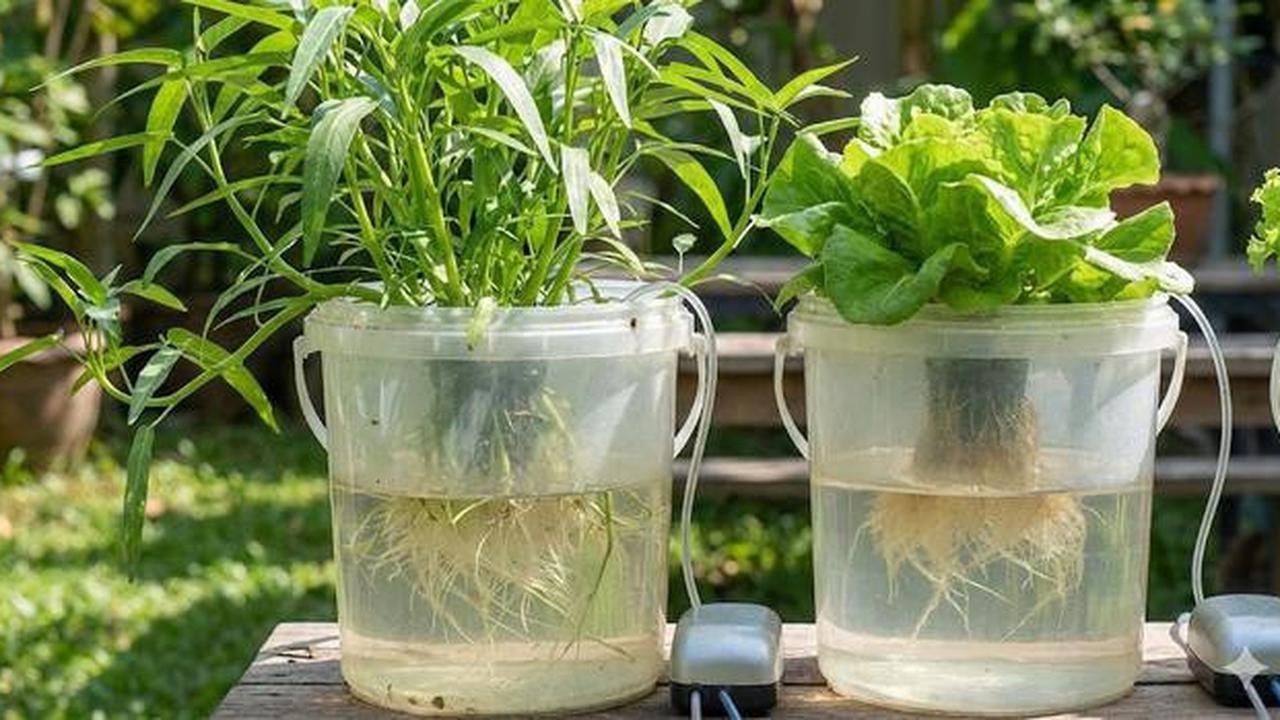 Bagaimana Cara Menanam Sayuran Hanya dengan Air? Ini Panduan Lengkapnya