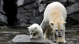 Bayi beruang kutub dan ibunya yang bernama Tonja bermain dalam kandang mereka di Kebun Binatang Tierpark, Berlin, Jerman, Jumat (15/3). Belum ada nama yang disematkan kepada bayi beruang kutub tersebut. (John MACDOUGALL/AFP)