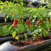Model Kebun Cabai Rawit Tanpa Tanah/AI
