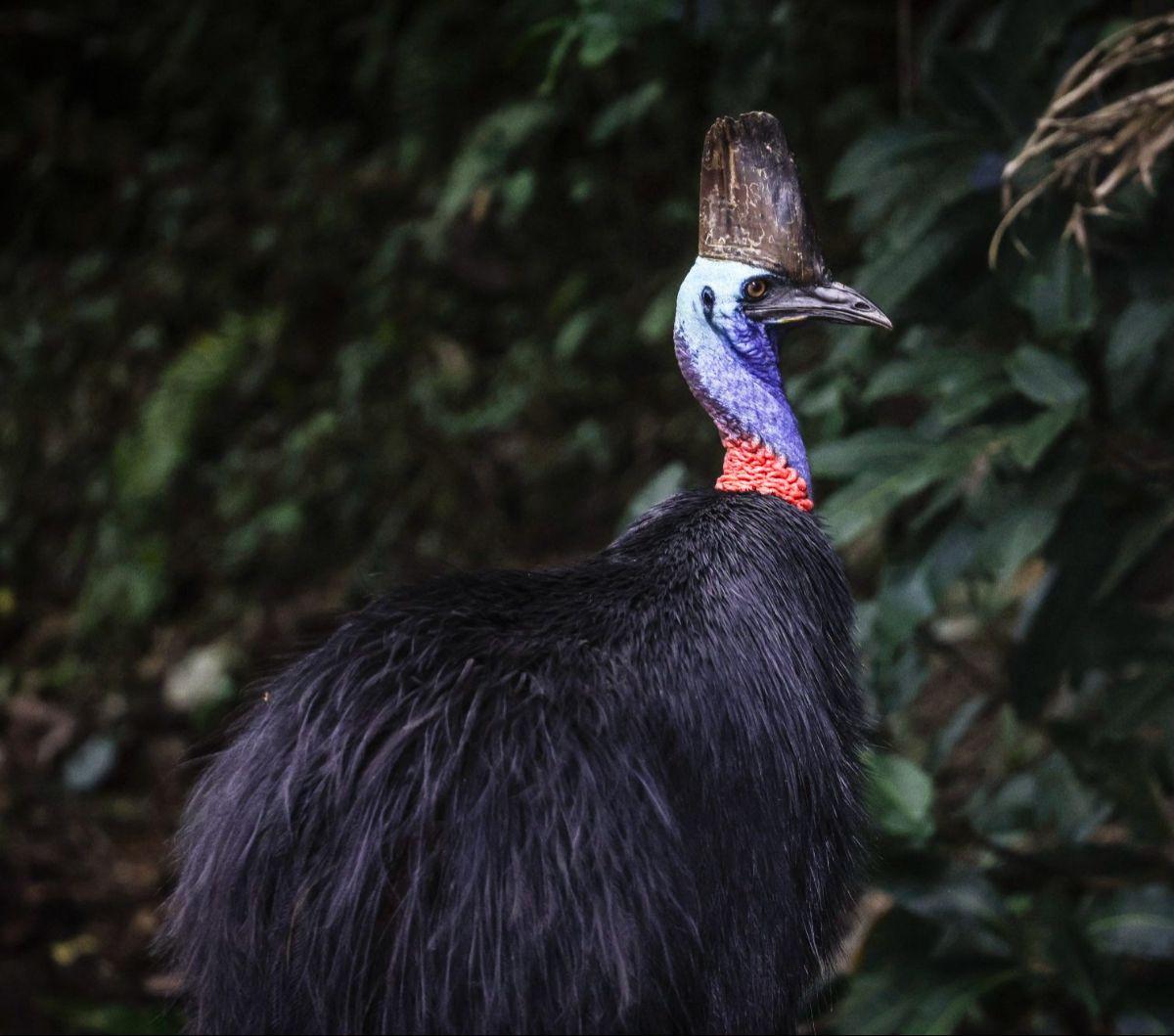 Seekor burung Kasuari terlihat di pinggir jalan Kota&nbsp;Etty Bay, Pantai Kasuari, Queensland, Australia, pada 7 April 2024. Kasuari, burung purba yang tak bisa terbang, merupakan burung endemik hutan hujan Papua dan Australia. Sudah ada sejak puluhan ju