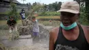Petani memanen padi di Desa Jungutan, Karangasem, Bali, Jumat (1/12). Erupsi Gunung Agung yang memuntahkan abu vulkanik menyebabkan tanaman padi milik warga rusak serta mengalami penurunan kualitas produksi. (Liputan6.com/Immanuel Antonius)