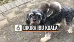 Momen menggemaskan berhasil terekam kamera ponsel. Seekor bayi koala terus menempel di tubuh anjing. Sebab, bayi koala tersebut mengira anjing adalah ibunya.