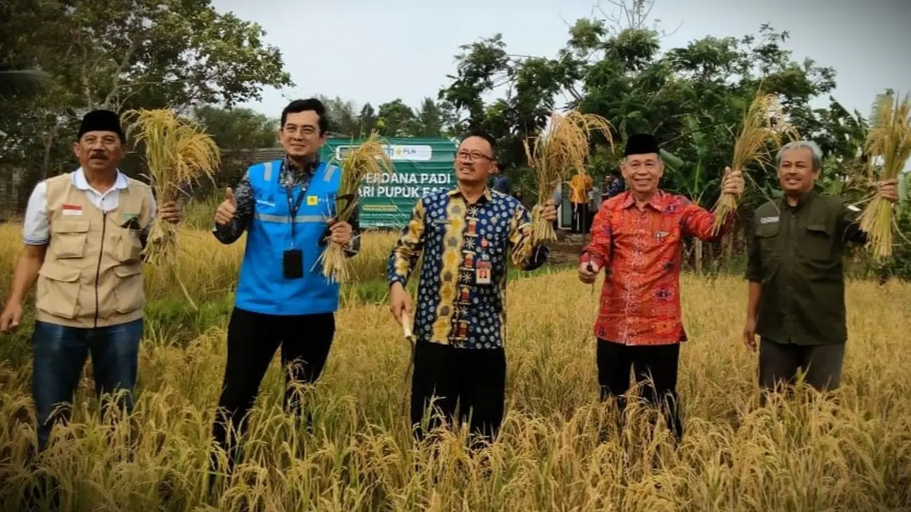 Panen Raya Padi yang Digagas Pengurus Besar Mathla'lul Anwar
