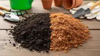 Cara Menanam Sayur di Lahan Sempit Pakai Campuran Tanah dan Cocopeat agar Subur dan Panen Maksimal
