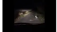 Tuntun Orang yang Tersesat, Begini Kisah Kucing Misterius Penghuni Hutan
