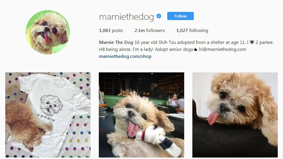 	Akun Instagram Marnie the Dog (Sumber: Instagram @marniethedog)