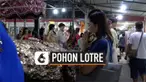 Penduduk thailand berbondong-bondong mengunjungi kuil setiap bulan untuk menyembah pohon Horea Odorata. Pohon keramat ini dipercaya penuh dengan keberuntungan, salah satunya untuk memenangkan lotre.