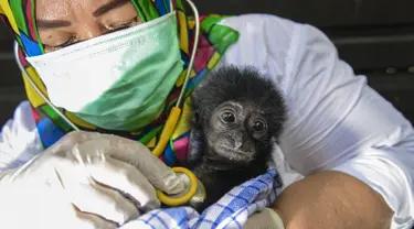 Dokter hewan memeriksa kondisi kesehatan bayi siamang (Symphalangus syndactylus) di kandang rehabilitasi BKSDA, Banda Aceh, Aceh, Kamis (13/9). Sejak 2014 BKSDA Aceh telah merawat lima bayi siamang yang diduga akan diperdagangkan (AFP/CHAIDEER MAHYUDDIN)