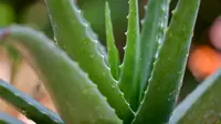 Ilustrasi aloe vera/Copyright unsplash.com/pisauikan