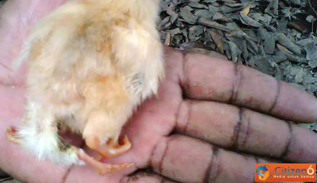 Citizen6, Magelang: Ayam menetas dengan jumlah kaki empat, di Dusun Grogol, Desa Payaman, Kecamatan Secang, Kabupaten Magelang, Provinsi Jawa Tengah, Indonesia. (Pengirim: Niken)