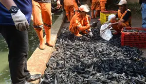 Produsen Makanan di Jakarta Bakal Diawasi Ketat, Ketahuan Pakai Ikan Sapu-sapu Bakal Ditindak