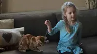 Diprotes Gadis Cilik, Kepolisian di Inggris Rekrut Kucing 