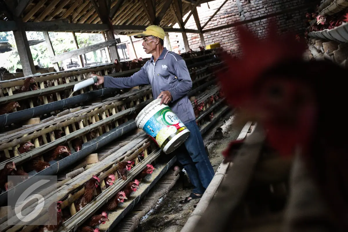 20161130-Produksi-Telur-Ayam-FF1