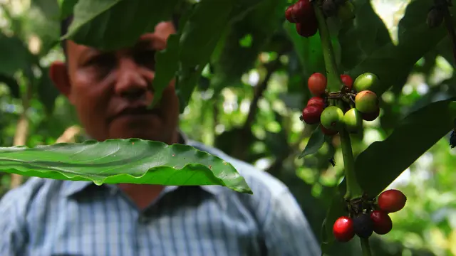 Biji Kopi Pinogu