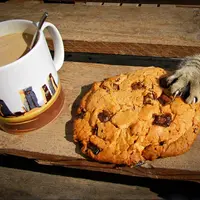 Nggak nyangka kalau kucing juga bisa klepto! Hahahaha.