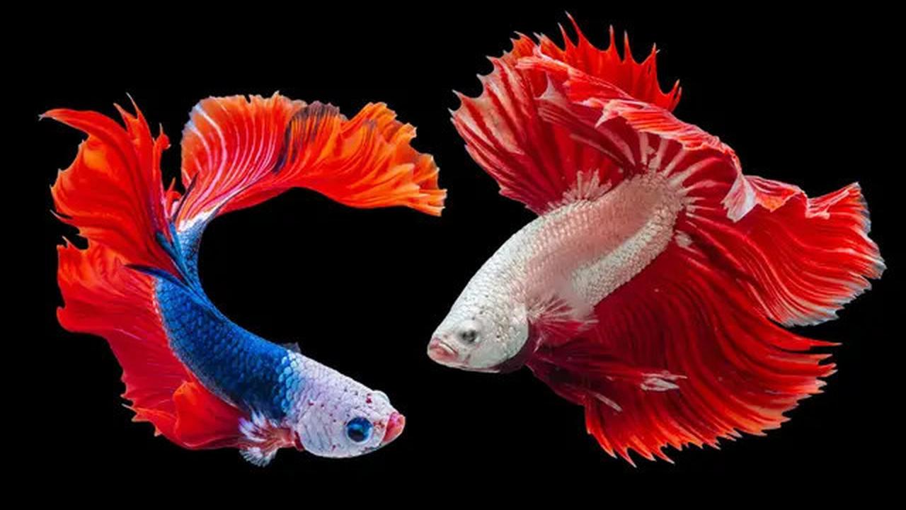 8 Ikan Ini Dipercaya Bawa Keberuntungan dan Rezeki, Cocok Dipelihara di Rumah