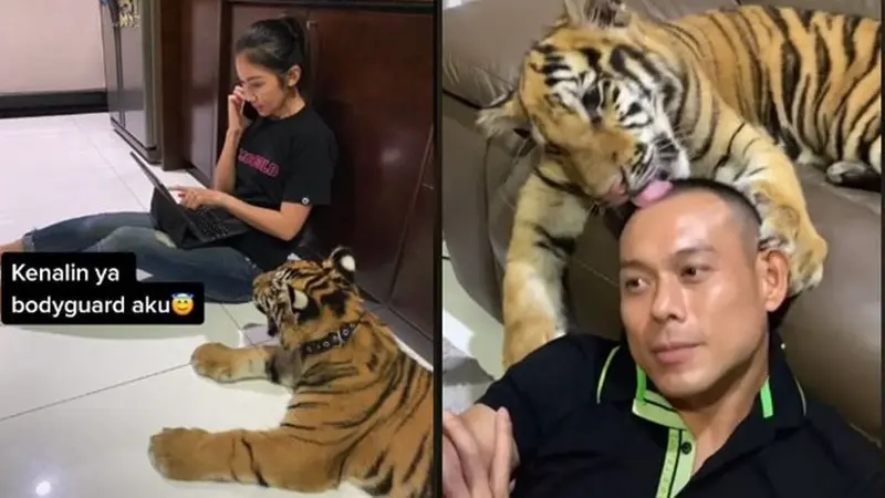 6 Video Viral Keseharian Keluarga Pelihara Harimau, Bak Kucing Rumah