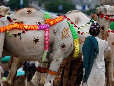 Seorang pedagang menghiasi untanya untuk menarik pembeli di pasar ternak untuk Idul Adha di Islamabad, Pakistan, Minggu (26/7/2020). Para pedagang menghias unta agar hewan kurban yang dijualnya dilirik pembeli. (AP Photo/Anjum Naveed)