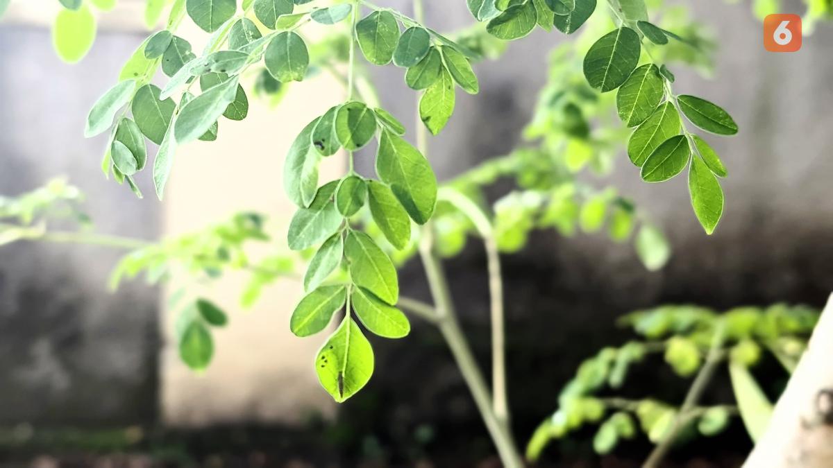 Hempaskan Asam Urat dengan Rutin Konsumsi Daun Kelor, Jangan Lengah Jaga Pola Makan