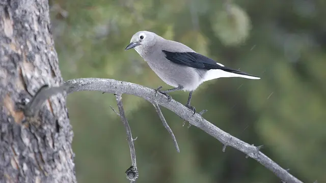 Burung terpintar