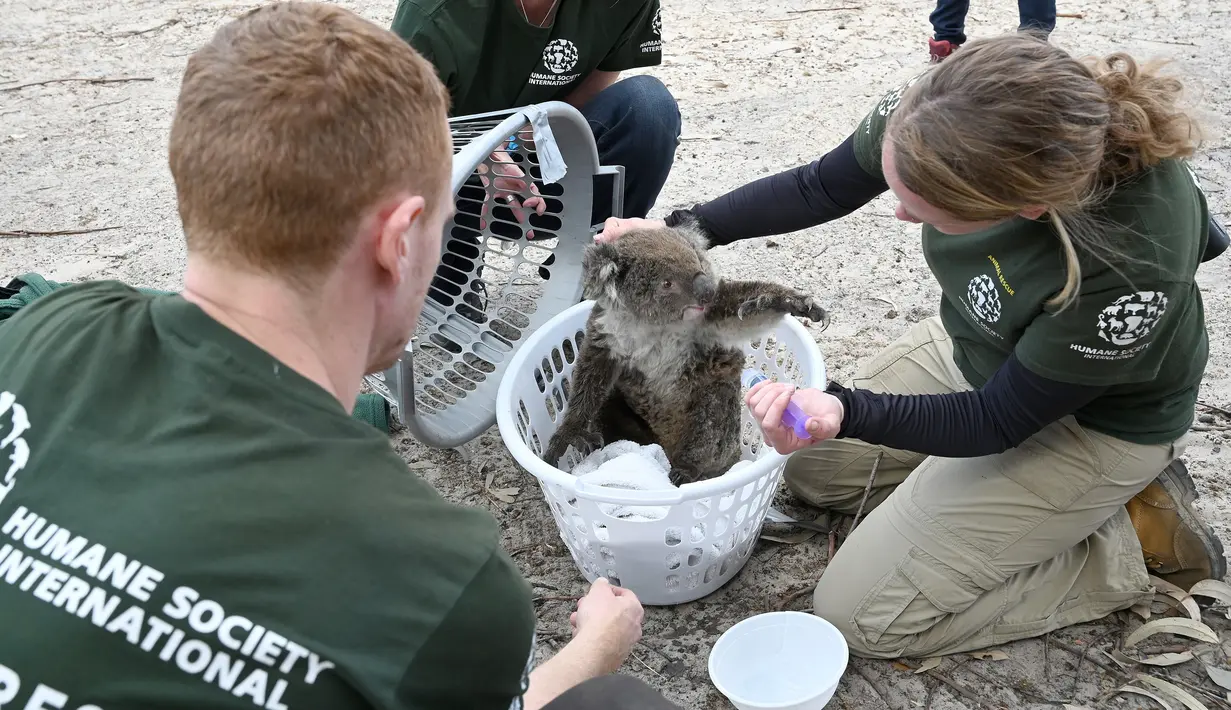 Humane Society International Crisis Response Specialist Kelly Donithan (kanan) memeriksa koala yang terluka di Pulau Kanguru, Australia, 15 Januari 2020. Kebakaran hutan besar-besaran di Australia menyebabkan sejumlah besar koala mati dan banyak lainnya yang terluka. (PETER PARKS/AFP)
