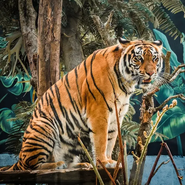 Tiger