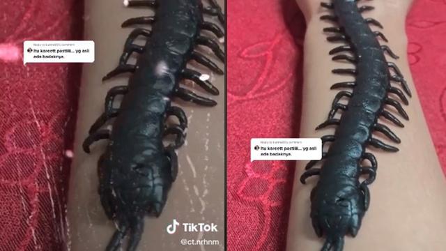 Dikira Mainan, Aksi Wanita Membiarkan Kelabang di Tangannya Ini Bikin Merinding