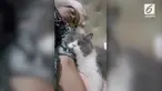 Humas BNPB, Sutopo Purwo, pamer kucing kesayangannya saat pulang kerja. Namun perhatian warganet malah salah fokus lantaran kucing tersebut seperti sedang menangis.