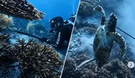 Kronologi Penangkapan WN China Tombak dan Masak Penyu Raja Ampat