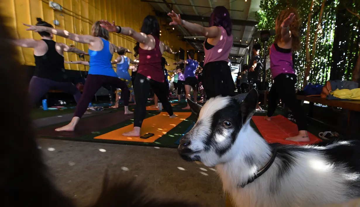 Peserta melakukan gerakan Yoga bersama sejumlah kambing saat mengikuti program kelas di Golden Road Pub di Los Angeles (7/5). (AFP Photo/Mark Ralston)