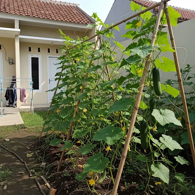 Trik Agar Kebun Mentimun Tidak Mudah Busuk Saat Musim Hujan, Jaga Panen Optimal