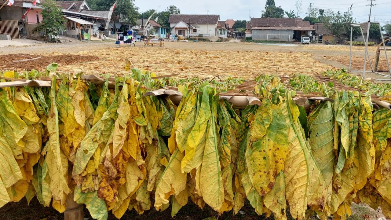 OPINI: Peran Dana Bagi Hasil Cukai Hasil Tembakau dalam Pembangunan Sosial dan Ekonomi di Daerah