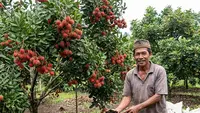7 Tips Pohon Rambutan Berbuah Lebat, Rahasia Bunganya Tidak Rontok