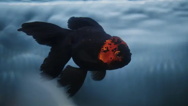 ilustrasi ikan hitam